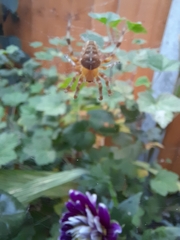 Araneus diadematus