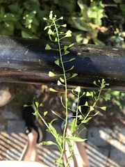 Capsella bursa-pastoris