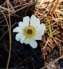 Ranunculus pallasii