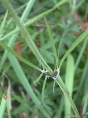 Scabiosa ochroleuca