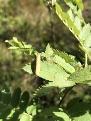 Eilema depressa