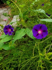 Ipomoea purpurea
