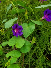 Ipomoea purpurea