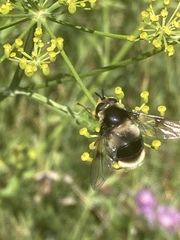Eriozona syrphoides
