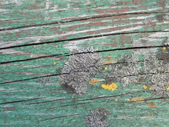 Phaeophyscia nigricans