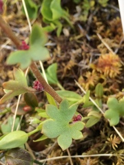 Saxifraga cernua