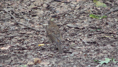 Erithacus rubecula