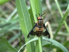 Chrysops viduatus