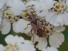Nysius thymi
