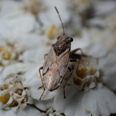 Nysius thymi