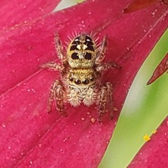 Phidippus audax