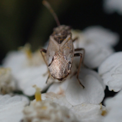 Nysius thymi