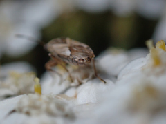 Nysius thymi