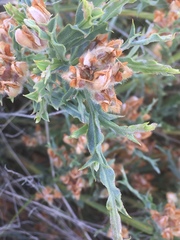 Genista tridentata