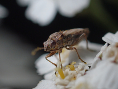 Nysius thymi