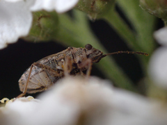 Nysius thymi