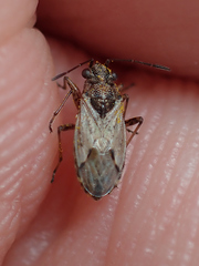 Nysius thymi