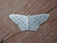 Idaea tacturata