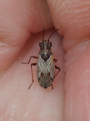 Nysius thymi