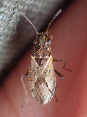 Nysius thymi