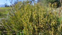 Leucadendron lanigerum lanigerum