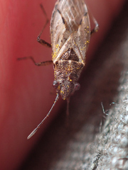 Nysius thymi