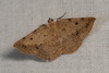 Taxeotis epigaea - Photo (c) Donald Hobern, some rights reserved (CC BY)