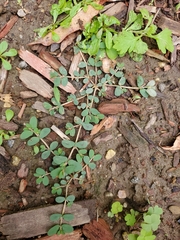 Euphorbia maculata