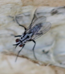Eustalomyia hilaris