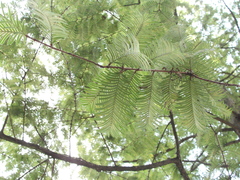 Magnoliopsida