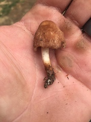 Collybiopsis luxurians