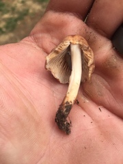 Collybiopsis luxurians