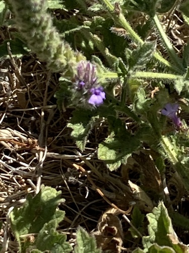 iNaturalist observation photo of western vervain