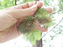 Magnoliopsida