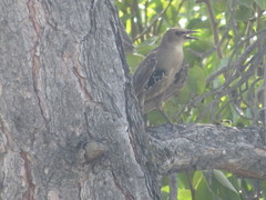 Sturnus vulgaris