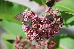 Satyrium caryaevorus