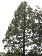 Magnoliopsida