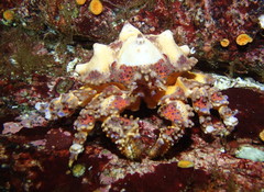 Echidnocerus cibarius