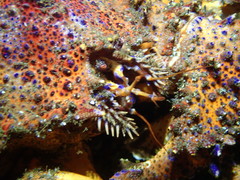 Echidnocerus cibarius