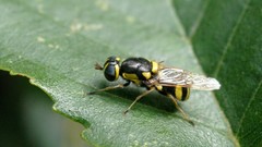 Oxycera rara