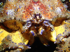 Echidnocerus cibarius