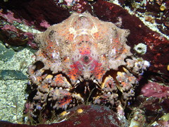 Echidnocerus cibarius