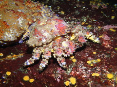 Echidnocerus cibarius