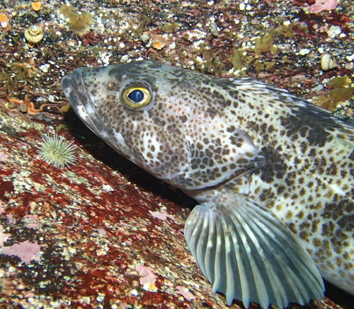 Lingcod