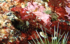 Artedius harringtoni