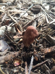 Collybiopsis luxurians