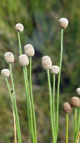 Image of Paepalanthus minor by (c) Scott Ward, some rights reserved (CC BY)