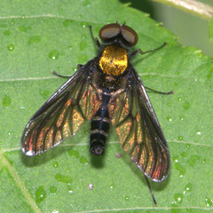 Chrysopilus thoracicus