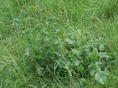 Jacobaea vulgaris