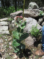 Asclepias otarioides